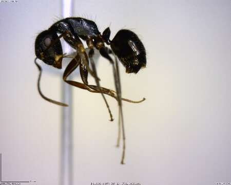 Plancia ëd Camponotus