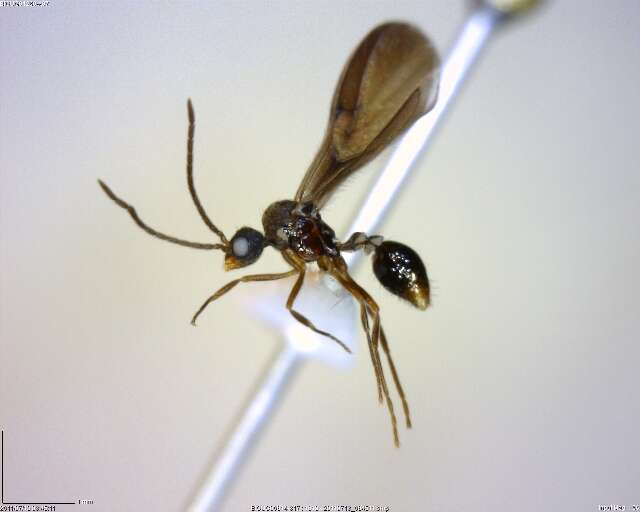 Image of Biota