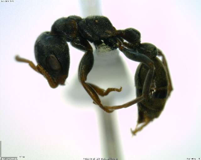 Image of <i>Pseudomyrmex flavicornis-b</i>