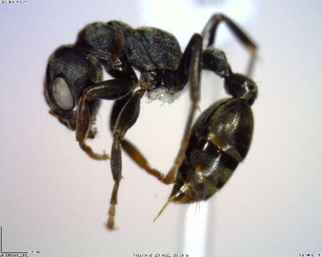 Image of <i>Pseudomyrmex flavicornis-b</i>