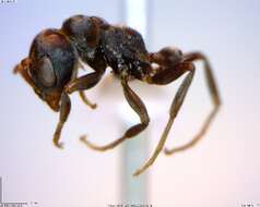 Image of <i>Pseudomyrmex flavicornis-b</i>