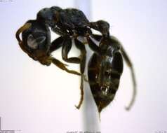 Image of <i>Pseudomyrmex flavicornis-b</i>