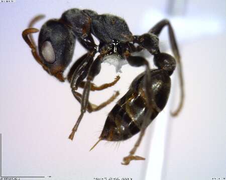 Image of <i>Pseudomyrmex flavicornis-b</i>