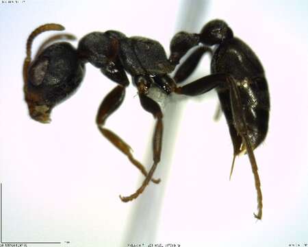 Image of <i>Pseudomyrmex flavicornis-b</i>