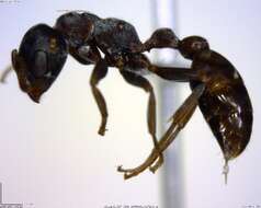 Image of <i>Pseudomyrmex flavicornis-b</i>