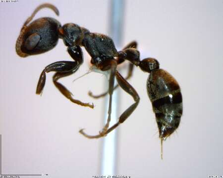 Image of <i>Pseudomyrmex flavicornis-a</i>