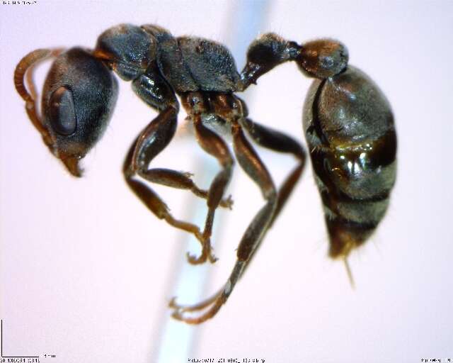 Image of <i>Pseudomyrmex flavicornis-b</i>