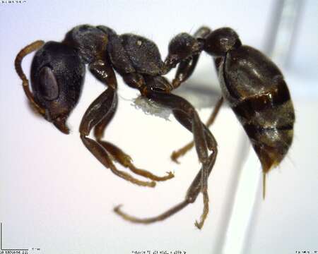 Image of Pseudomyrmex flavicornis-c