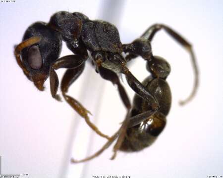 Image of <i>Pseudomyrmex flavicornis-a</i>