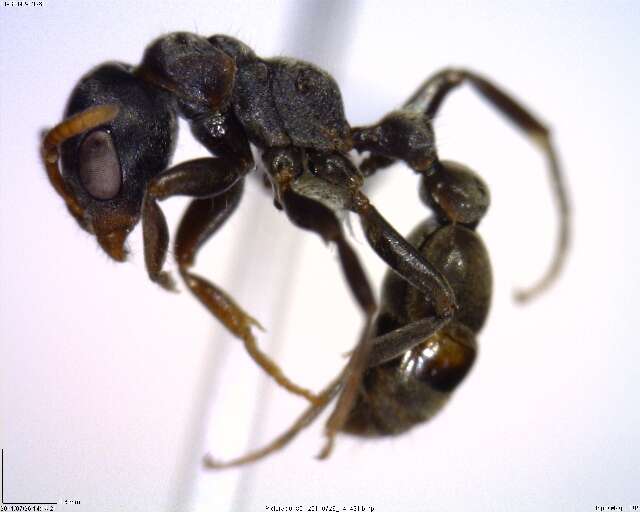 Image of <i>Pseudomyrmex flavicornis-a</i>