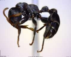 Image of Pseudomyrmex flavicornis-c