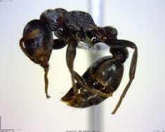 Image of Pseudomyrmex flavicornis-c