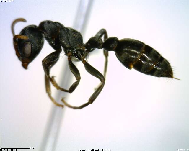 Image of <i>Pseudomyrmex flavicornis-a</i>