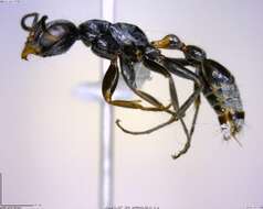 Image of Pseudomyrmex