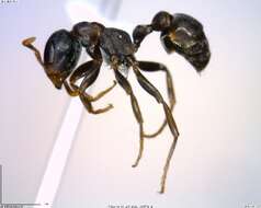 Image of <i>Pseudomyrmex flavicornis-a</i>