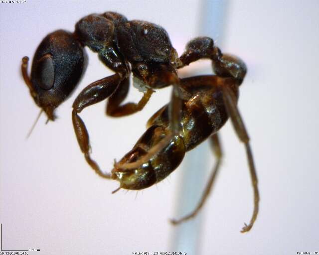 Image of <i>Pseudomyrmex flavicornis-a</i>