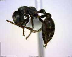 Image of <i>Pseudomyrmex flavicornis-a</i>