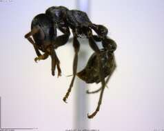 Image of <i>Pseudomyrmex flavicornis-a</i>