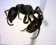 Image of <i>Pseudomyrmex flavicornis-a</i>