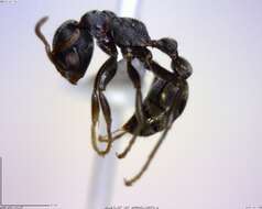 Image of Pseudomyrmex flavicornis-c