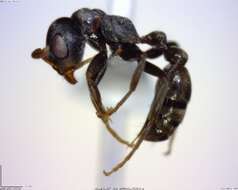 Image of Pseudomyrmex flavicornis-c