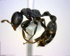 Image of Pseudomyrmex flavicornis-c