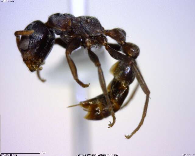 Image of Pseudomyrmex flavicornis-c