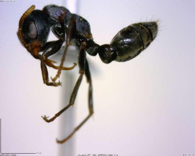 Image of Pseudomyrmex flavicornis-c