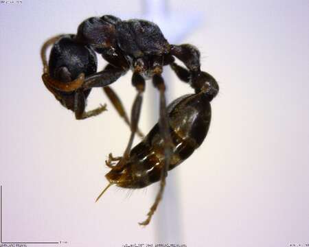 Image of Pseudomyrmex flavicornis-c