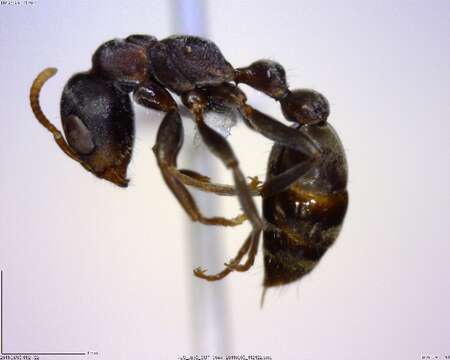 Image of Pseudomyrmex flavicornis-c