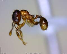 Image of <i>Pheidole browni</i>