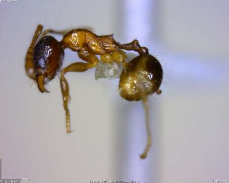 Image of <i>Pheidole monteverdensis</i>