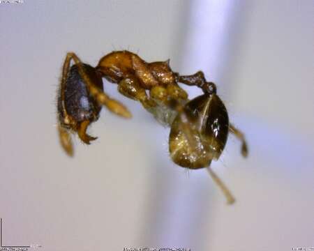 Image of <i>Pheidole monteverdensis</i>