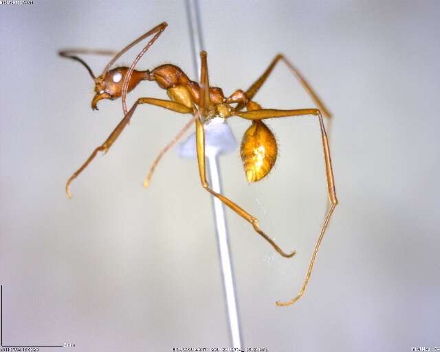 Image of Aphaenogaster