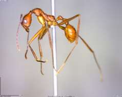 Image of Aphaenogaster