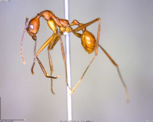 Image of Aphaenogaster