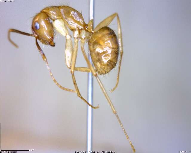 Plancia ëd Camponotus