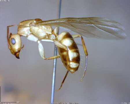 Image of Camponotus conspicuus zonatus Emery 1894