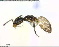 Image of Bothriomyrmex