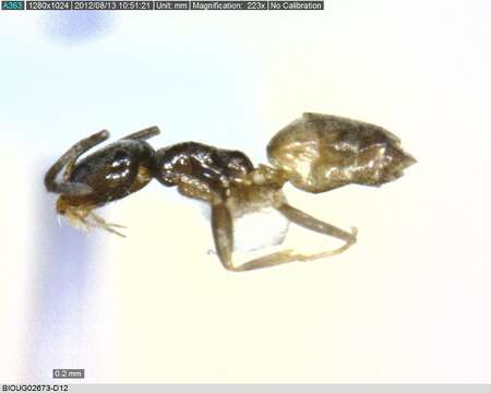 Image of Bothriomyrmex