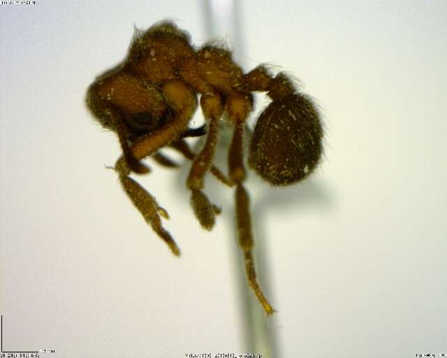 Image of Sericomyrmex