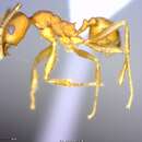 Plancia ëd <i>Pheidole angusticeps</i>