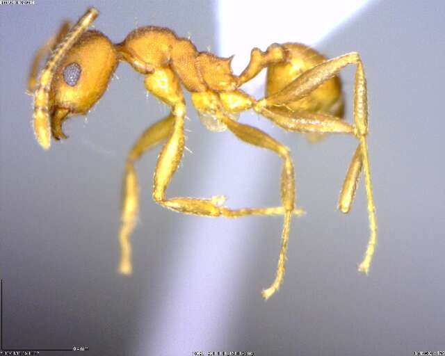 Image of <i>Pheidole angusticeps</i>