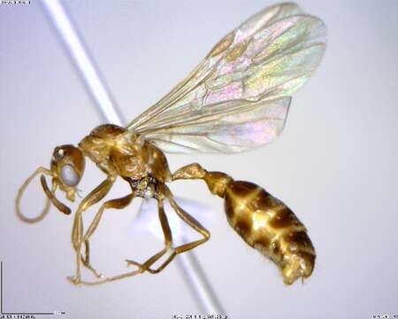 صورة Pseudomyrmex spinicola (Emery 1890)