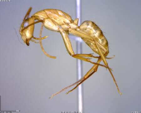 Image of Camponotus conspicuus zonatus Emery 1894