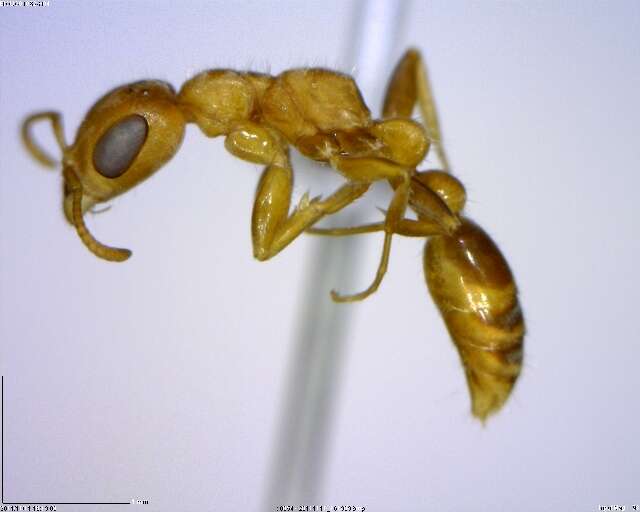 Image of Pseudomyrmex