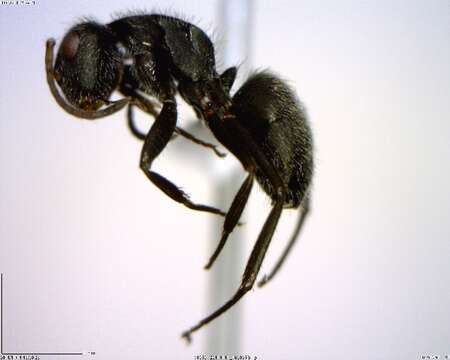 Plancia ëd Camponotus