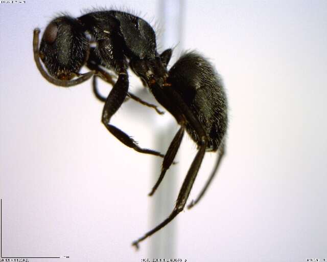 Plancia ëd Camponotus