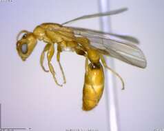 Image of Pseudomyrmex nigrocinctus (Emery 1890)