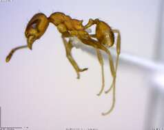 Image of <i>Pheidole angusticeps</i>